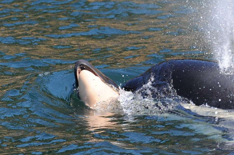 Tahlequah tending to her dead calf.